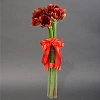 Амариллис "Феррари" 60см