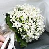 Бувардия "Вайт Сенсейшен" 50см